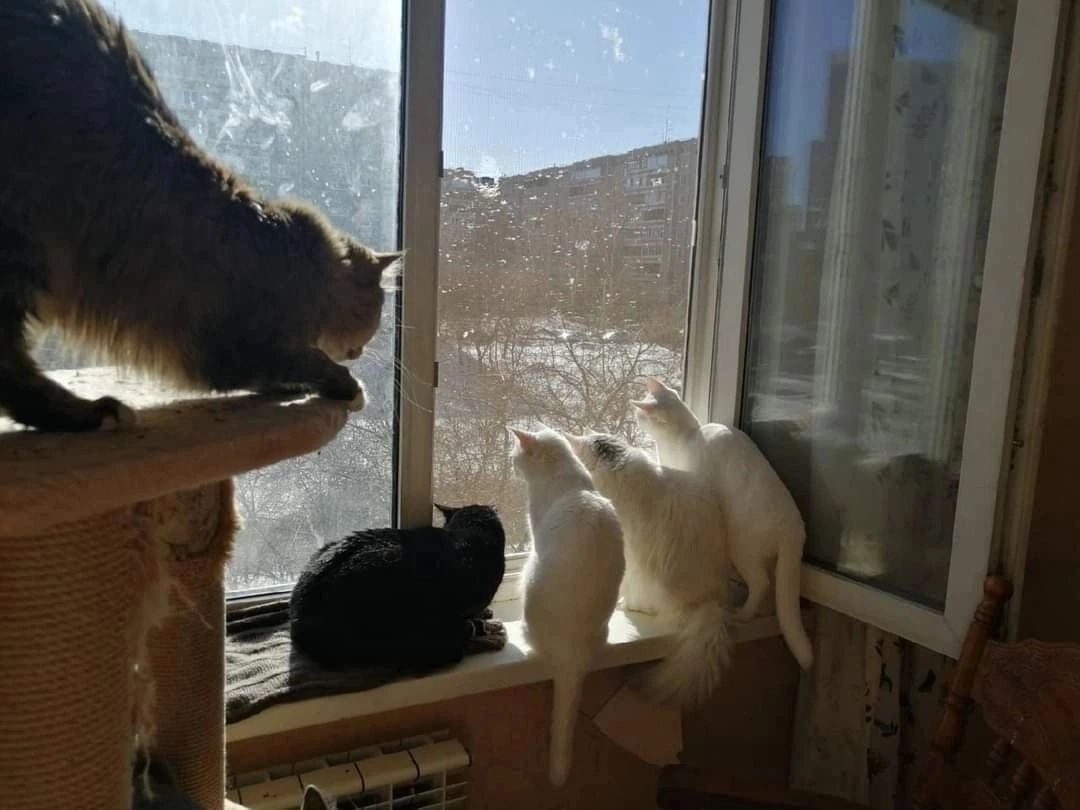 Дом счастливых кошек. Антикошка. Антикошка на окна. Москитная сетка антикошка на пластиковые. Сетка антикошка на пластиковые окна.